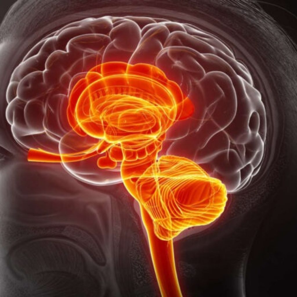 Eγκέφαλος και στομάχι: Τα νευρικά κύτταρα ορίζουν το πόσο τρώμε